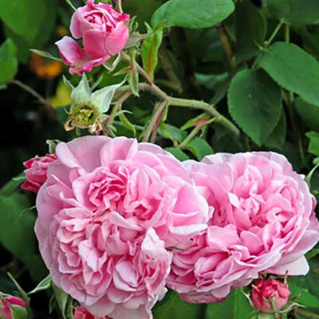Сорт розы Фантен Латур