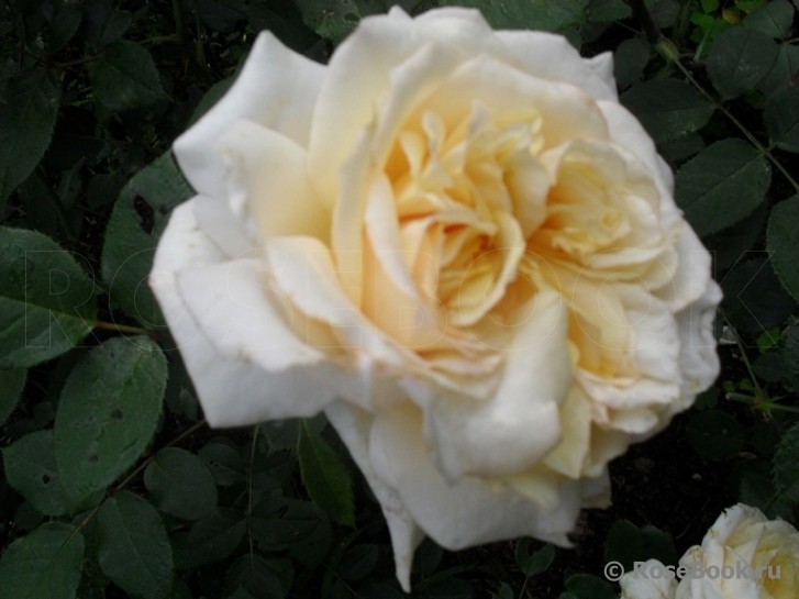 Май герл роза фото и описание