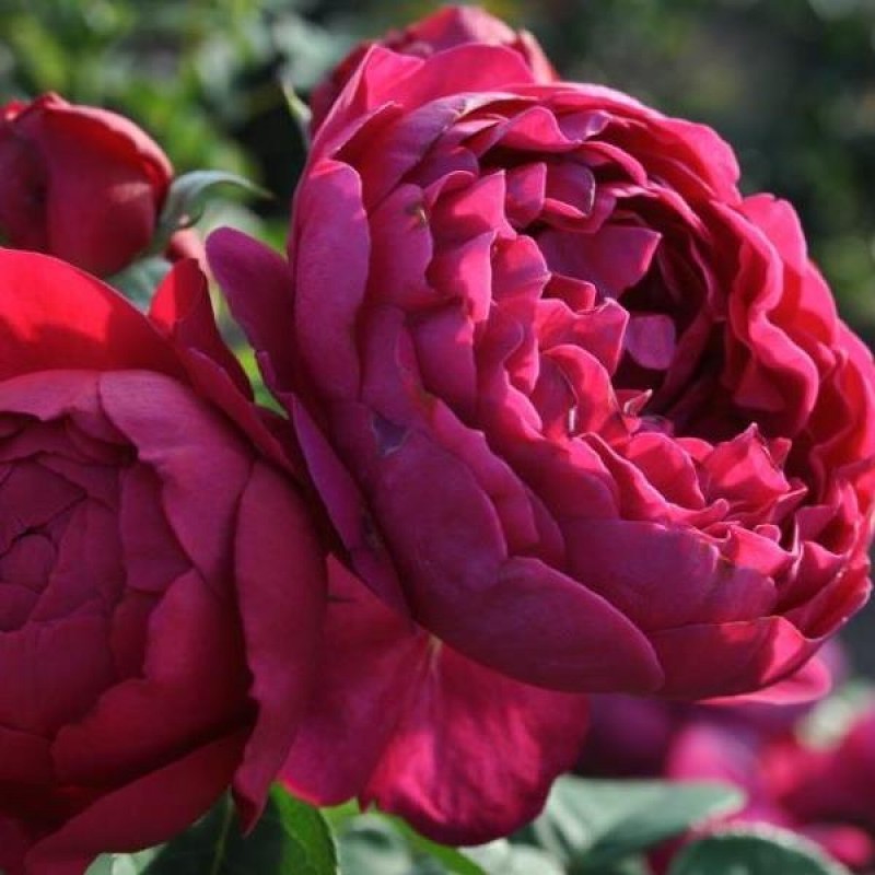 Роза парковая аскот фото и описание