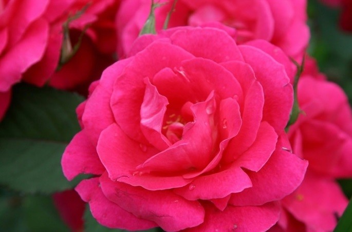 Джордж ванкувер роза фото