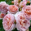 Abraham Darby ( ) -    " " 