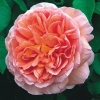 Abraham Darby ( ) -      " " 