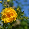 Persian Yellow ( ) -    " " 