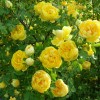  Persian Yellow ( ) -    " " 