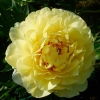 Пион ИТО-гибрид "Bartzella" - Питомник декоративных растений "Парковые Розы" 