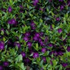 Барвинок малый "Атропурпуреа" - Питомник декоративных растений "Парковые Розы" 
