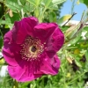 Basyes Purple Rose (  ) -    " " 