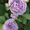 Blue Storm Rose ( ) -    " " 