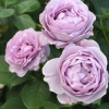 Blue Storm Rose ( ) -    " " 