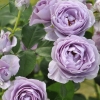 Blue Storm Rose ( ) -    " " 