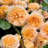 Crown Princess Margareta (  ) -    " " 