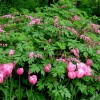 Дицентра великолепная - Питомник декоративных растений "Парковые Розы" 