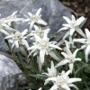 Эдельвейс альпийский - Питомник декоративных растений "Парковые Розы" 
