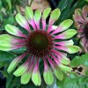 Эхинацея пурпурная "Грин Твистер" - Питомник декоративных растений "Парковые Розы" 