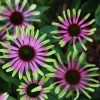 Эхинацея пурпурная "Грин Твистер" - Питомник декоративных растений "Парковые Розы" 