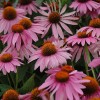Эхинацея пурпурная 'Магнус' - Питомник декоративных растений "Парковые Розы" 