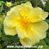 Rosa hugonis () -      " " 