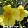 Rosa hugonis () -      " " 