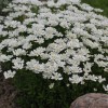 Иберис вечнозелёный - Питомник декоративных растений "Парковые Розы" 