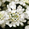 Иберис вечнозелёный - Питомник декоративных растений "Парковые Розы" 