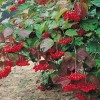 Калина сладкоплодная Вигорова - Питомник декоративных растений "Парковые Розы" 