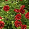 Лапчатка гибридная "Арк эн Силь" - Питомник декоративных растений "Парковые Розы" 