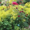 Манжетка мягкая 'Триллер'  - Питомник декоративных растений "Парковые Розы" 