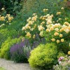 Манжетка мягкая - Питомник декоративных растений "Парковые Розы" 