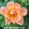 Morden Sunrise ( )  -      " " 