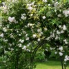 Pauls Himalayan Musk (  ) -    " " 