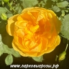  Persian Yellow ( ) -      " " 