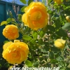  Persian Yellow ( ) -      " " 