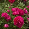 Пион молочноцветковый "Karl Rosenfield" - Питомник декоративных растений "Парковые Розы" 