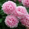 Пион молочноцветковый "Sarah Bernhardt" - Питомник декоративных растений "Парковые Розы" 