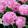 Пион молочноцветковый "Sarah Bernhardt" - Садовый центр "Парковые Розы", г. Екатеринбург