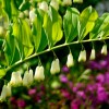 Купена многоцветковая - Питомник декоративных растений "Парковые Розы" 