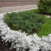 Полынь cтеллера - Питомник декоративных растений "Парковые Розы" 