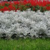 Полынь cтеллера - Питомник декоративных растений "Парковые Розы" 