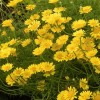 Пупавка красильная "Kelwayii" - Питомник декоративных растений "Парковые Розы" 
