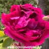 Rosa damascena ( ) -      " " 