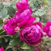 Rosa damascena ( ) -    " " 