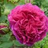 Rosa damascena ( ) -    " " 