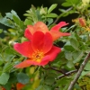 Rosa foetida "Bicolor" (  "") -    " " 