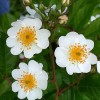 Rosa multiflora (  ()) -    " " 