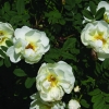 Rosa pimpinellifolia "Plena" ( ) -    " " 