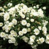 Rosa pimpinellifolia "Plena" ( ) -    " " 