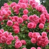  Rosarium Uetersen ( ) -      " " 