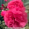  Rosarium Uetersen ( ) -      " " 
