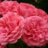  Rosarium Uetersen ( ) -      " " 