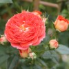 Starlet- Rose Carmen (-  ) -    " " 